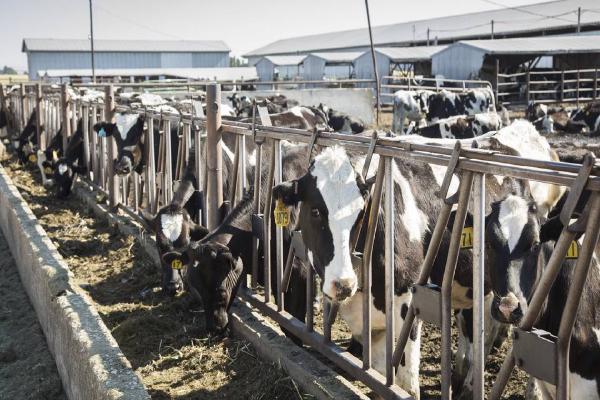 Idaho dairy is worth billions of dollars. Here’s why it could be in trouble this summer