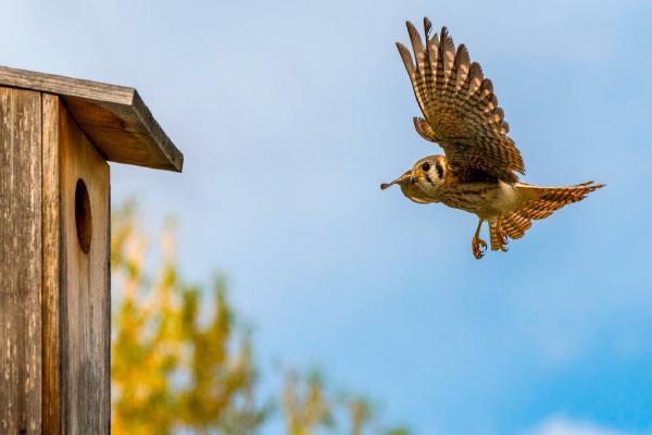 Big data on a little bird: What 30 years of Idaho research says about declining raptor