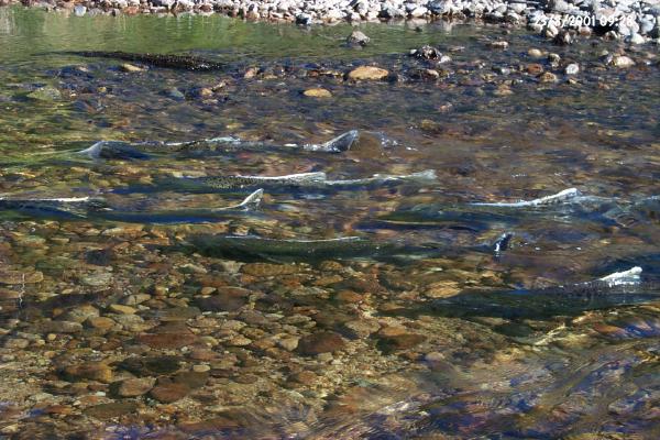 ‘If they can’t make it, none of them will.’ These Idaho salmon may hold key to survival