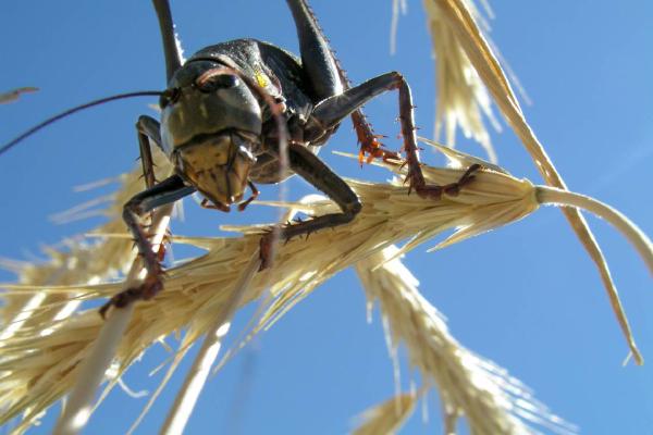 Not swarms of locusts — they’re Mormon crickets. Why experts fear their rise in Idaho